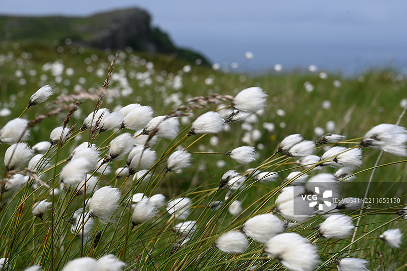 白色开花植物的特写图片素材