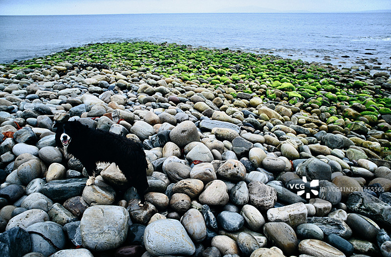 1997年梅奥县克莱尔岛的藻类石子图片素材