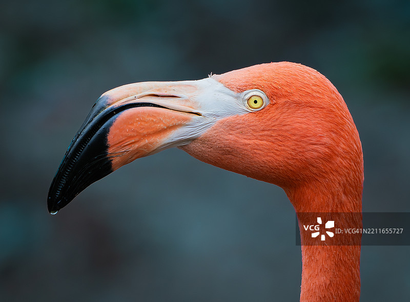 火烈鸟特写图片素材
