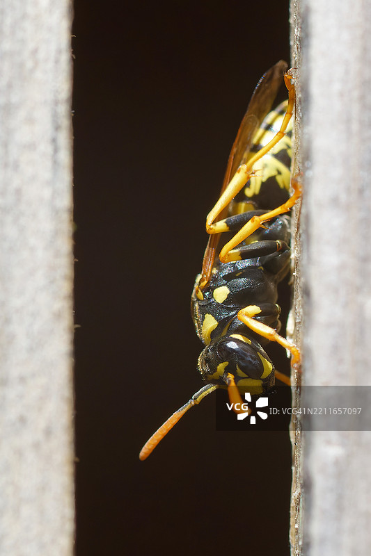 昆虫特写镜头图片素材
