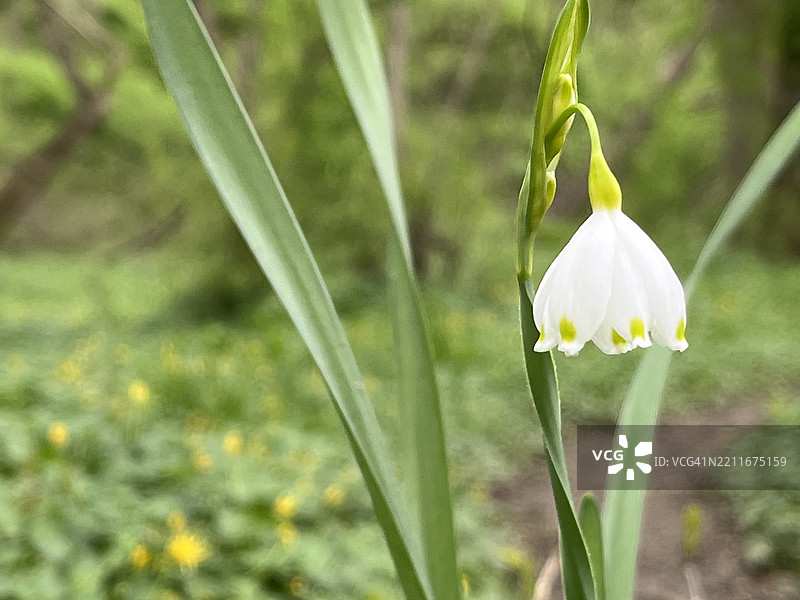 巨型夏季雪花花或洛登百合在森林小径旁生长。图片素材