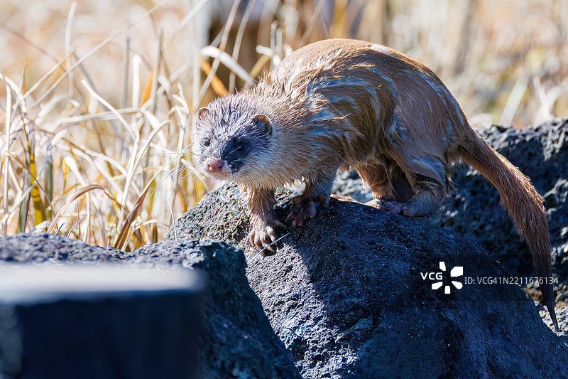 一只可爱的日本鼬鼠（Mustela itatsi，鼬科）。它跳入池塘，抓住了一只日本火腹蝾螈（Cynops pyrrhogaster）。东京，伊豆群岛，八丈岛 - 2025年3月1日。图片素材