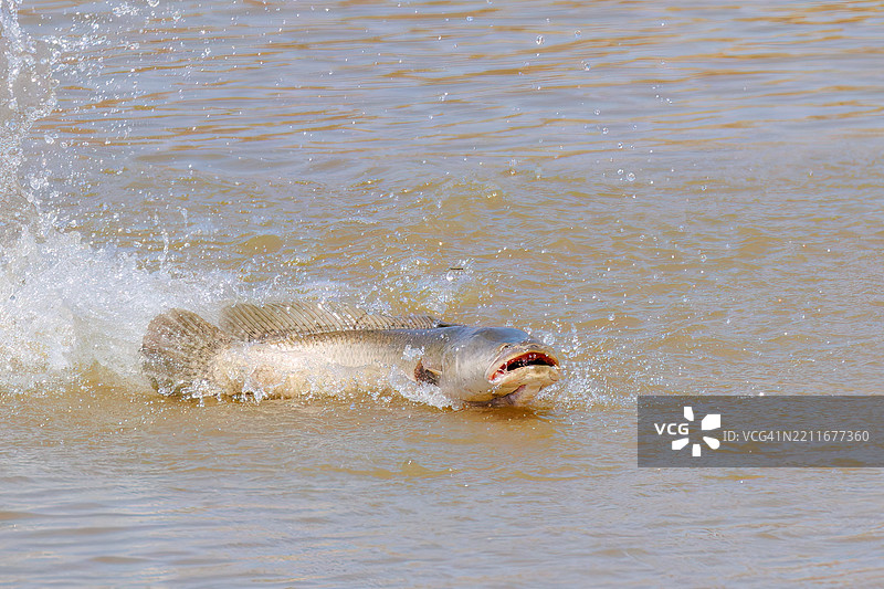 用诱饵捕获的蛇头鱼（Carmuchee，Channa argus，福尔摩沙泥鳅科）。图片素材