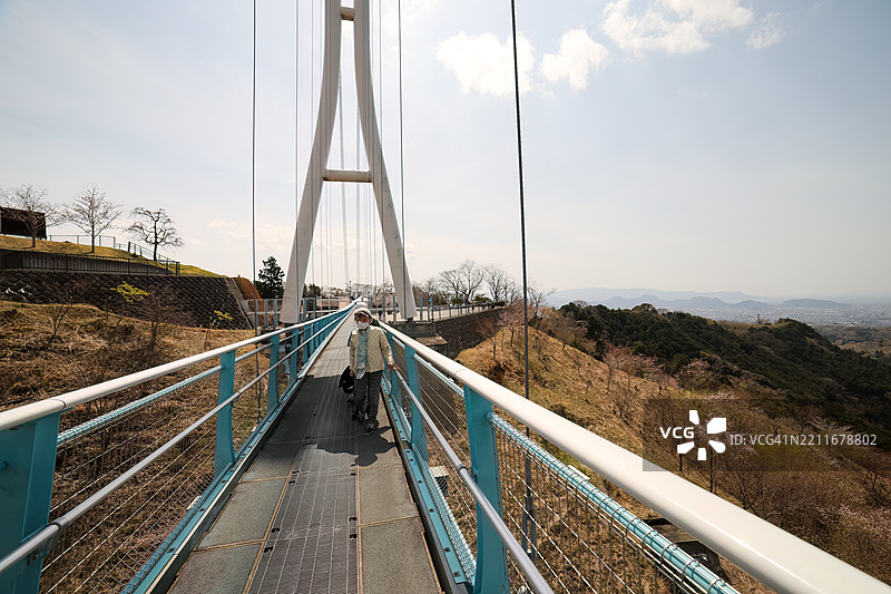 从70米高、400米长的悬索桥顶端往下看，山樱花和其他樱树正盛开。图片素材
