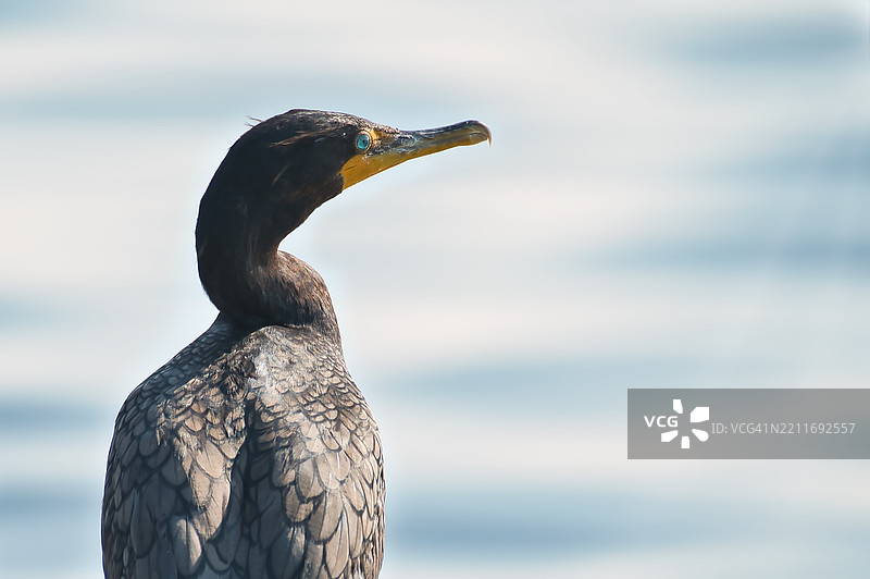湖边的鸬鹚特写镜头图片素材
