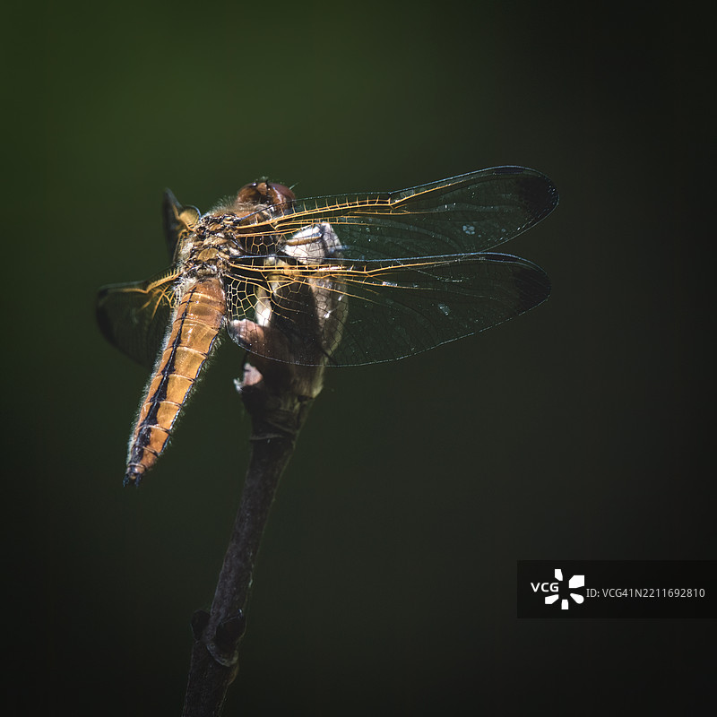蜻蜓栖息在树枝上的特写镜头图片素材