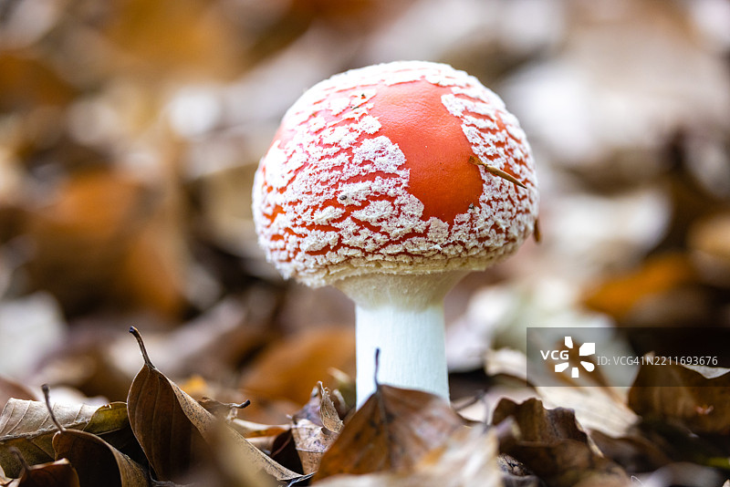 田野上的蘑菇特写图片素材