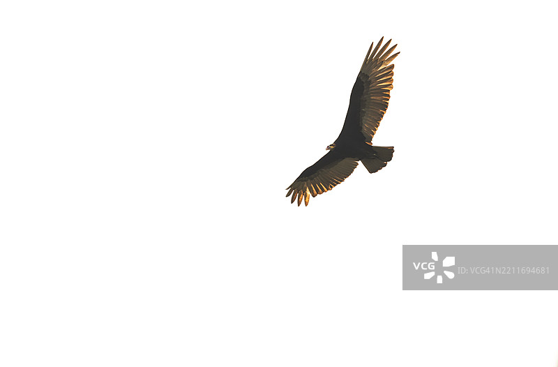 低角度视图的鹰在晴朗的天空中飞翔图片素材