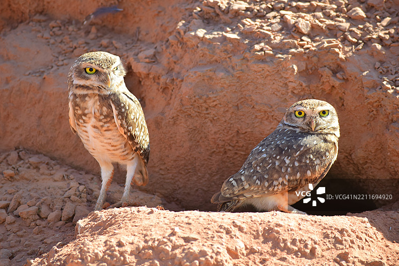 埋穴猫头鹰栖息在岩石上的特写镜头图片素材