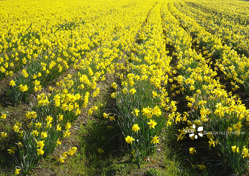 油菜花田的美丽景色图片素材