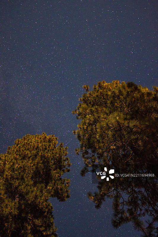 夜空下的树木，奇洛奎因，俄勒冈州，美国图片素材