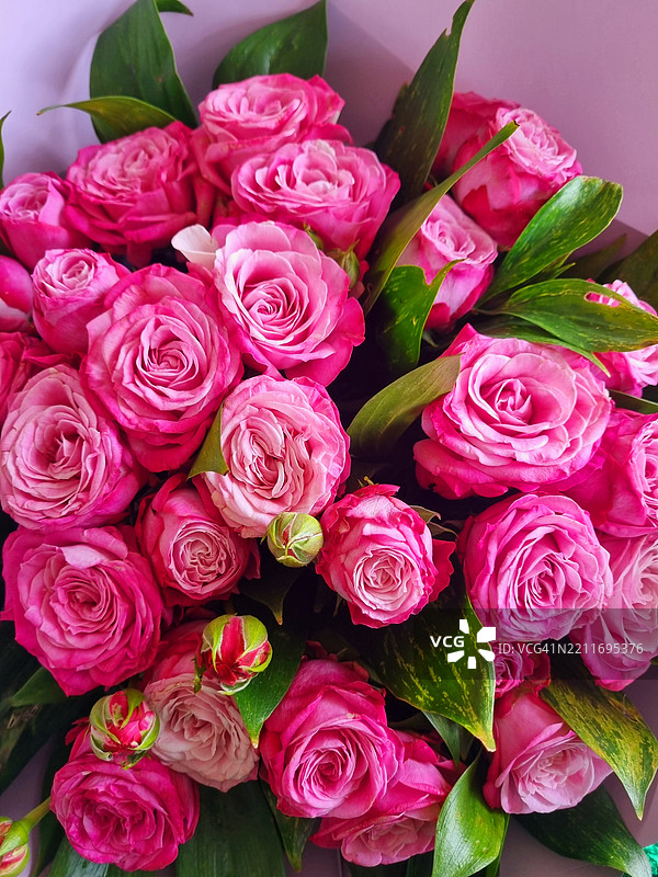 粉色玫瑰的特写镜头图片素材