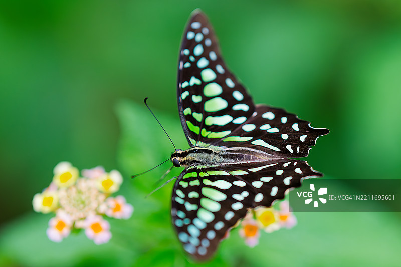 绿色斑点三角蝴蝶飞行时翅膀上的完美对称图片素材