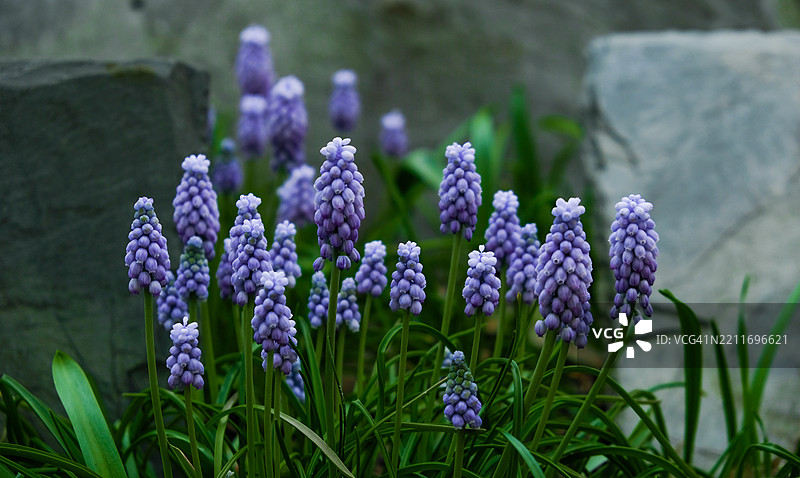 密歇根州安阿伯市的紫色开花植物特写图片素材