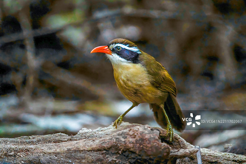 美丽的珊瑚嘴弯嘴鹦鹉，仰视角度，侧面拍摄，栖息在北泰国热带湿润山地森林的树枝上，清晨时分。图片素材