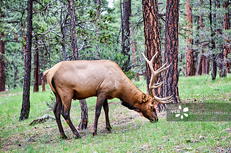 美国亚利桑那州的大峡谷，一只野生鹿图片素材