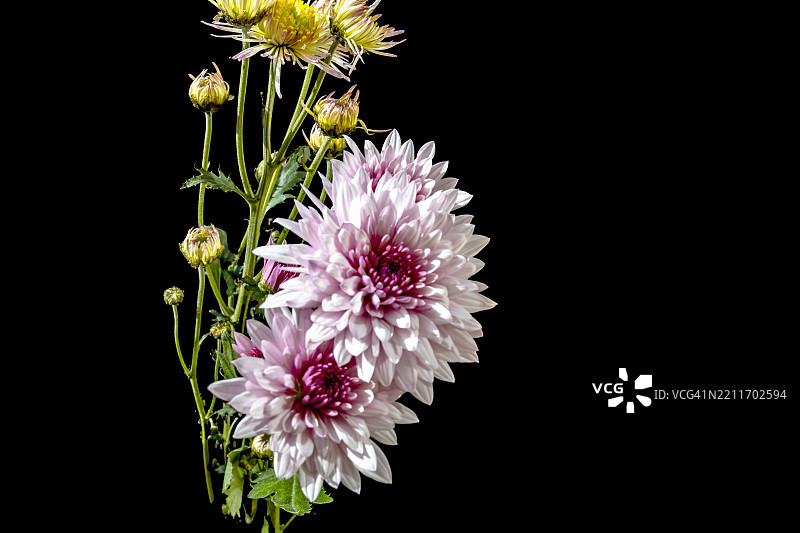 非常漂亮的五彩斑斓的秋季花朵特写图片素材