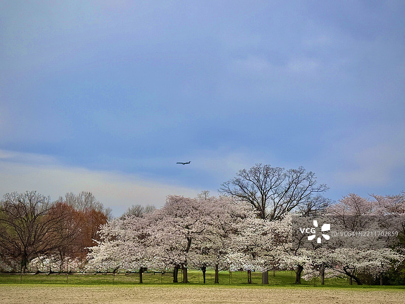 华盛顿特区公园内樱花树的景观， 美国图片素材