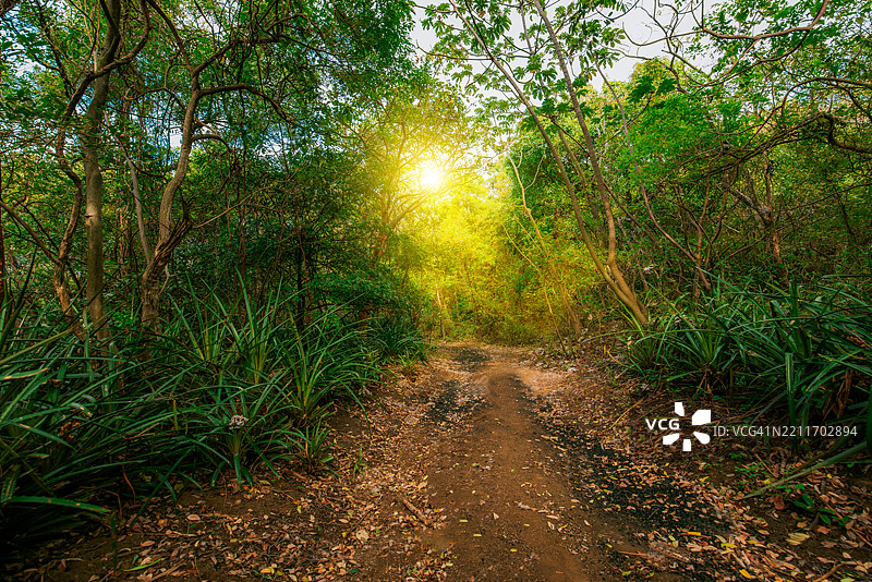 美丽的泥土小路穿过五彩斑斓的森林，夕阳下的尼加拉瓜马那瓜图片素材