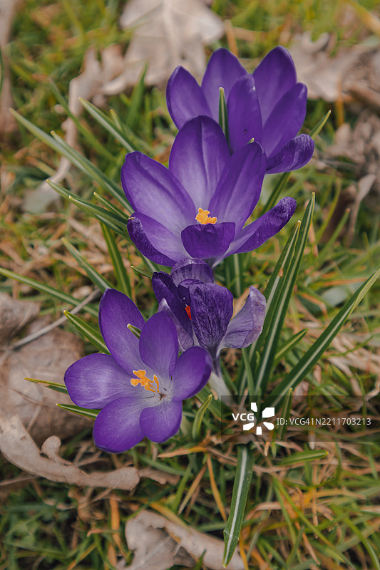 早春绚丽的紫色番红花盛开图片素材