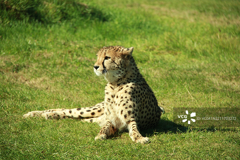 猎豹特写，沃明斯特，英国，英国图片素材