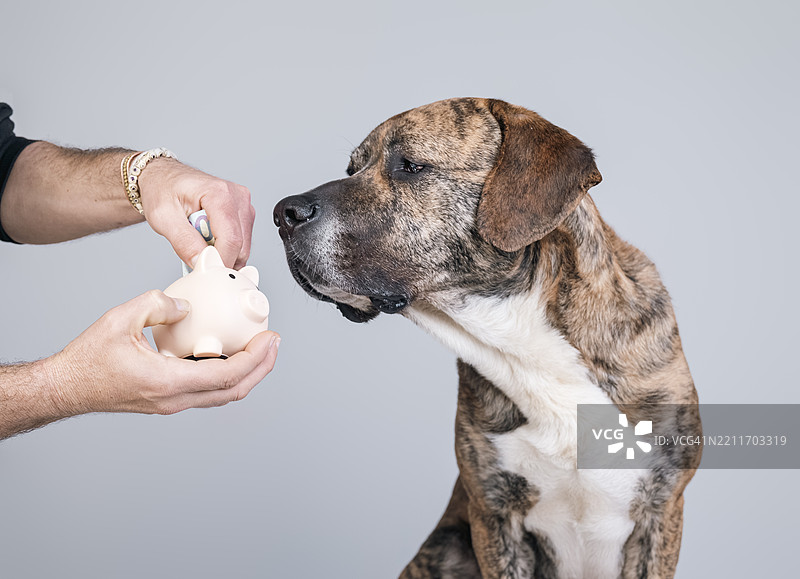 一只虎斑大丹犬注视着主人往储蓄罐里放钱的横幅广告，宣传宠物保险、宠物预防计划、西班牙强制宠物保险图片素材
