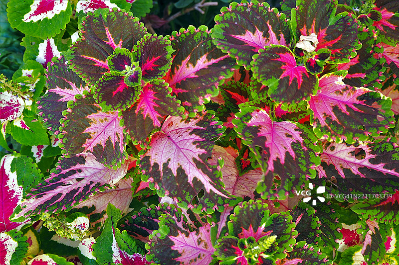 全景拍摄的多彩凤仙花植物图片素材