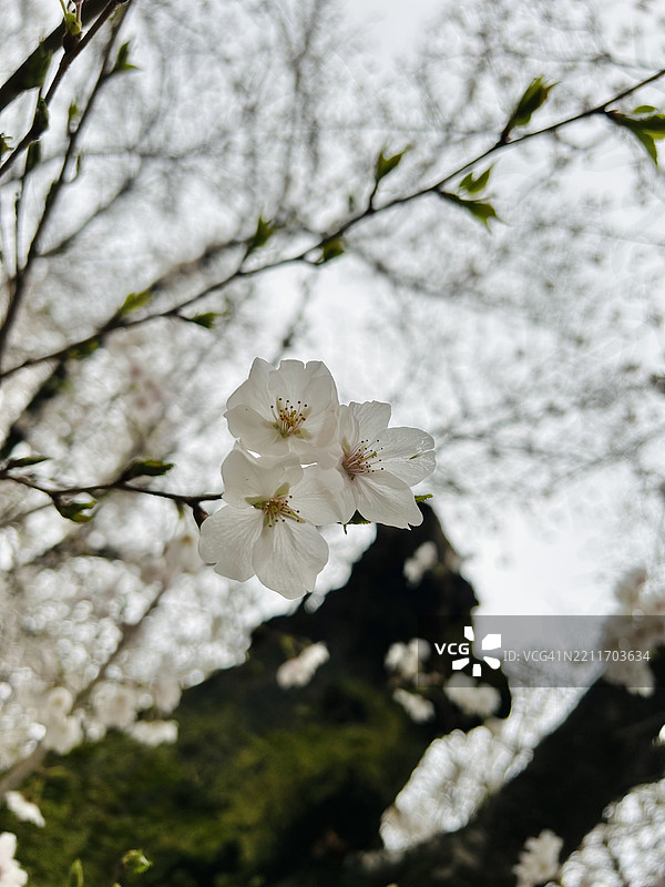 春天日本的白色樱花特写图片素材