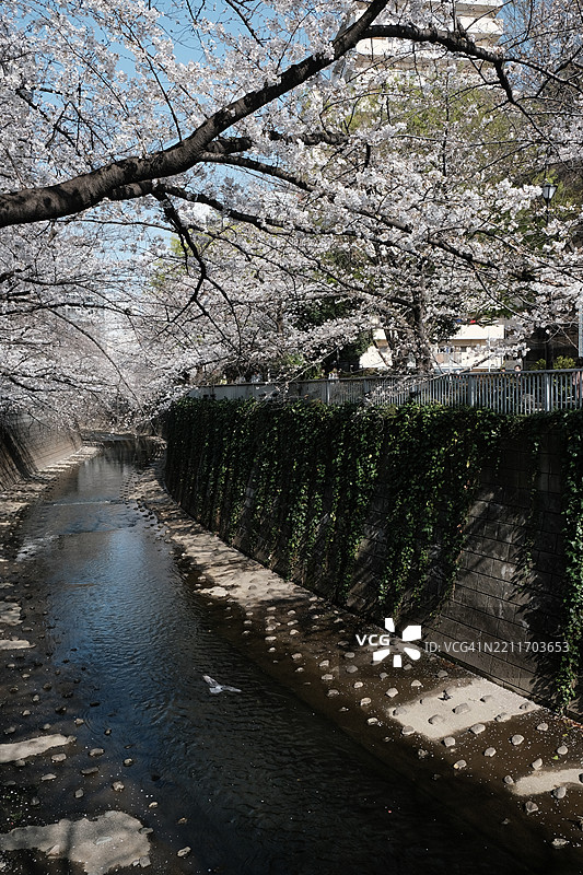樱花树的景观图片素材