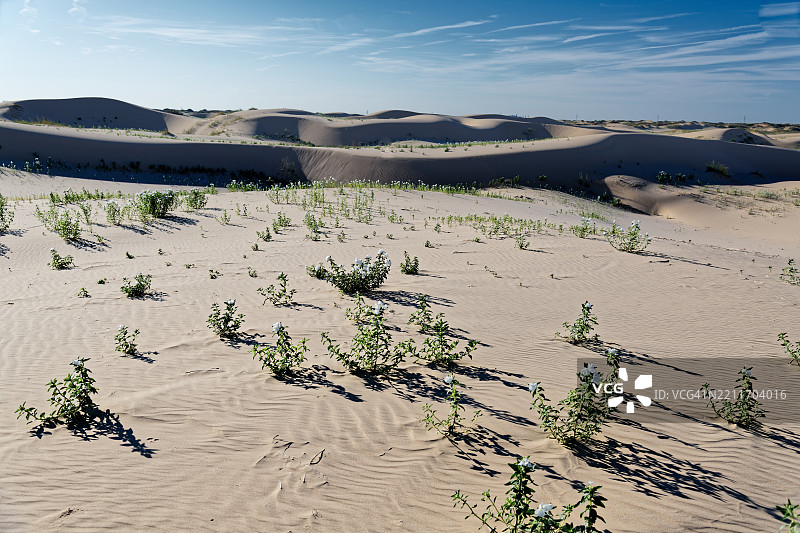 参观莫纳汉斯沙丘州立公园，莫纳汉斯沙丘州立公园，美国，USA图片素材