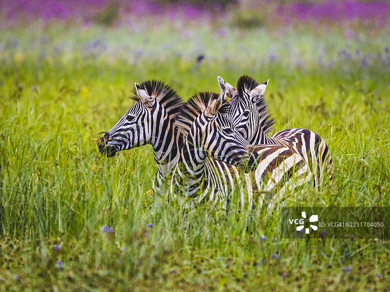 两只斑马在奔跑图片素材