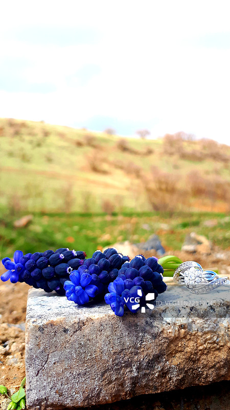 伊朗岩石上的紫色花朵特写图片素材