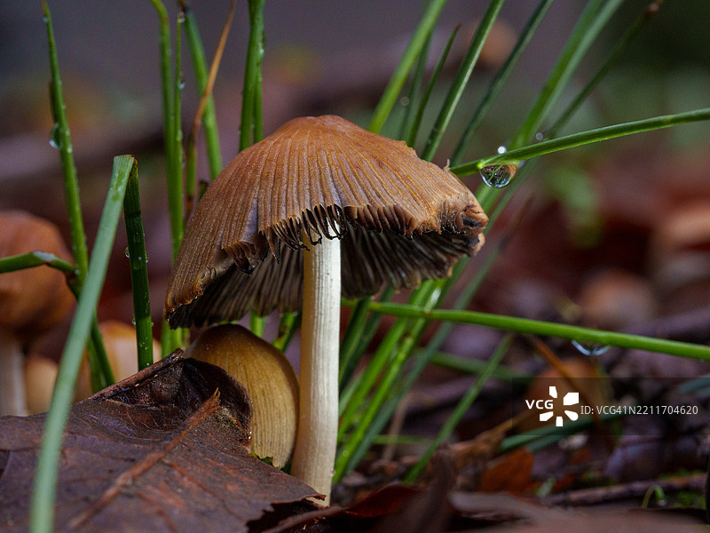 户外生长的蘑菇特写，华盛顿州金斯顿，美国图片素材