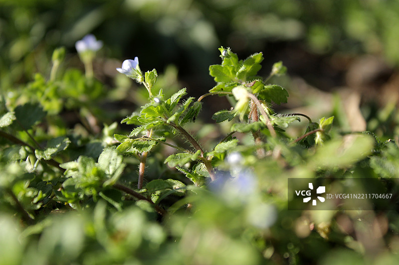 开花植物的特写，田纳西州诺克斯维尔，美国图片素材