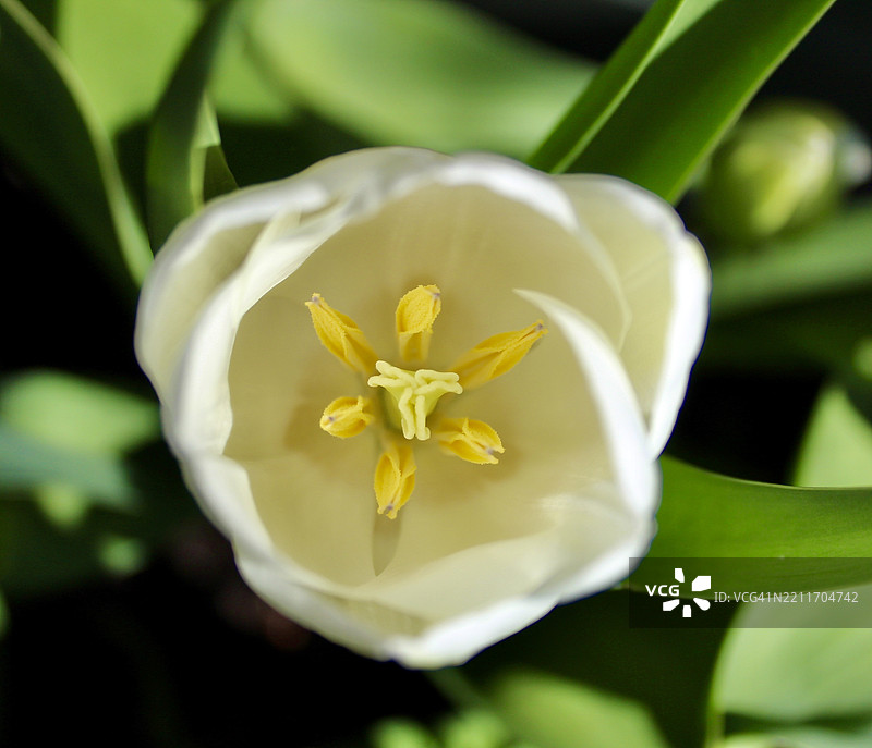 黄色花朵的特写，卡尔沙尔顿，英国图片素材