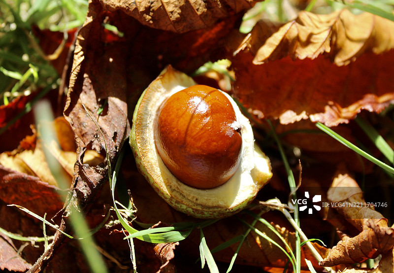植物上的水果特写，英国，英国图片素材