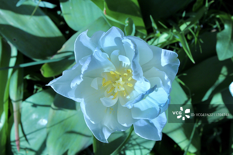 白色花朵特写，卡尔沙尔顿，英国图片素材