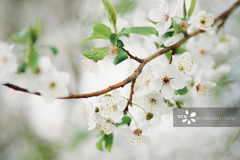 美丽的春季自然背景，白色树花盛开图片素材
