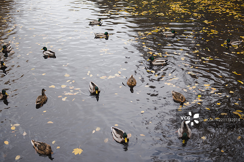 一群鸭子在秋天的湖面上休息。图片素材