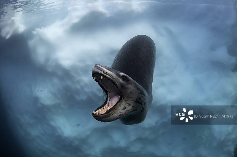 张嘴的豹海豹，位于南极的洛克罗伊港。图片素材