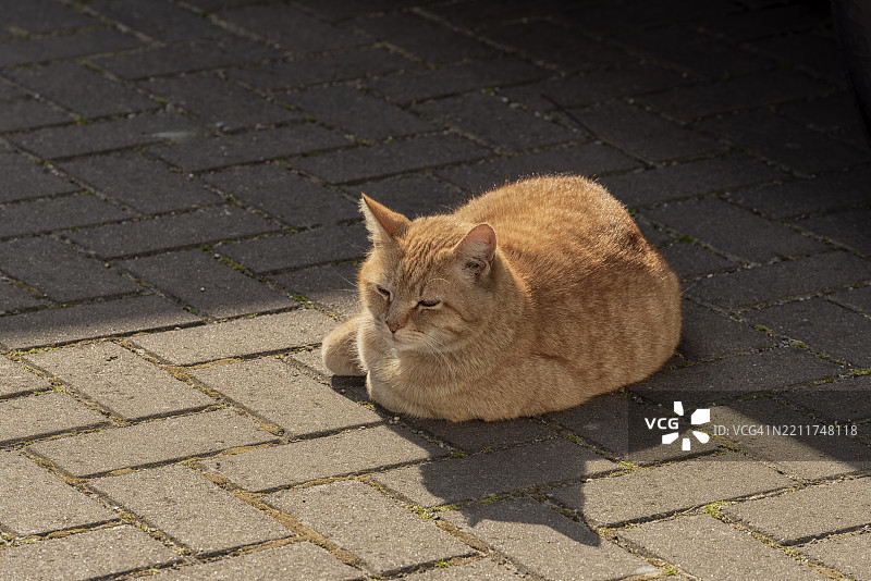 棕色猫咪在阳光下躺在街道上图片素材