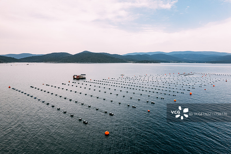 贻贝养殖场的鸟瞰图图片素材