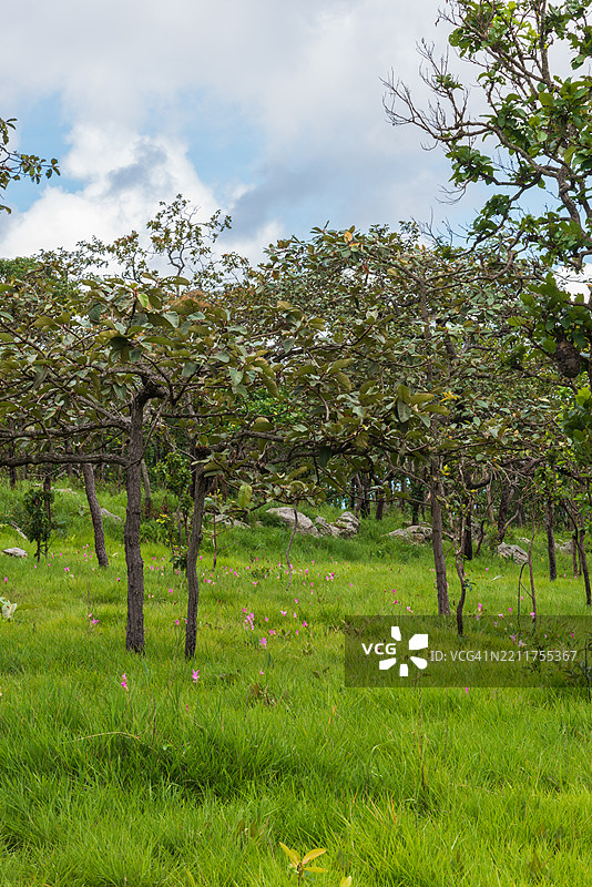 美丽的野姜花田景观，野姜花或天莲花（学名：Curcuma sessilis），位于柴亚普姆省的帕欣甘国家公园。图片素材