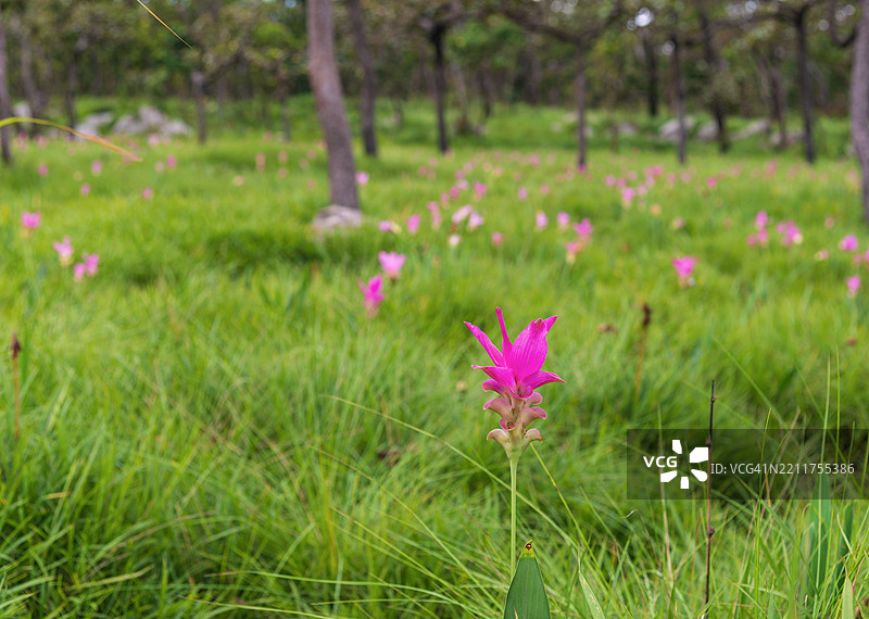 美丽的野姜花田景观，野姜花或天莲花（学名：Curcuma sessilis），位于柴亚普姆省的帕欣甘国家公园。图片素材