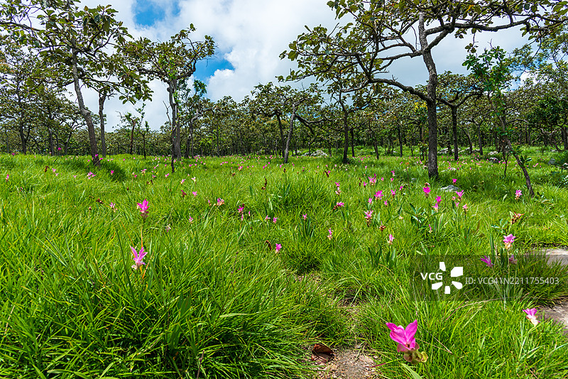 美丽的野姜花田景观，野姜花或天莲花（学名：Curcuma sessilis），位于柴亚普姆省的帕欣甘国家公园。图片素材