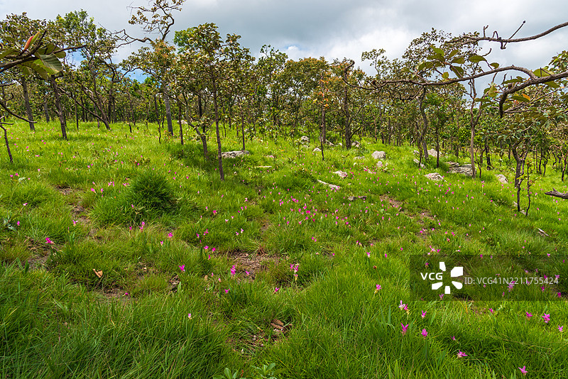 美丽的野姜花田景观，野姜花或天莲花（学名：Curcuma sessilis），位于柴亚普姆省的帕欣甘国家公园。图片素材
