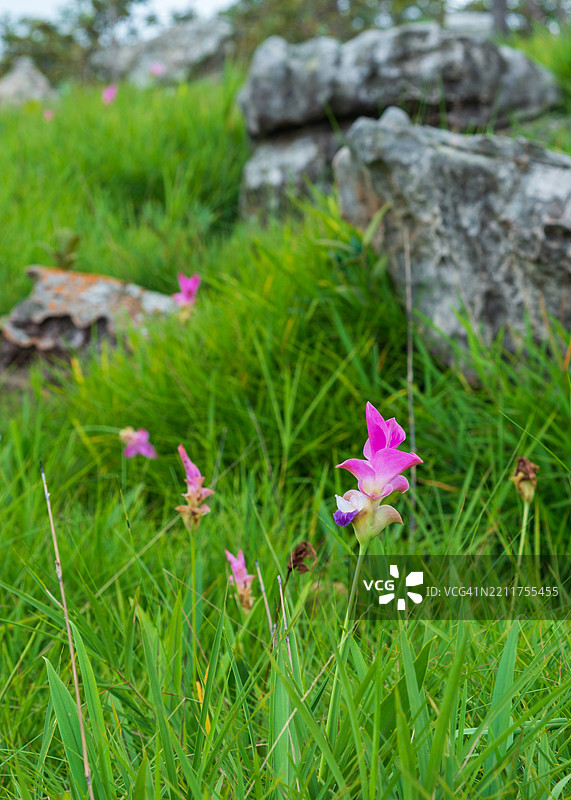 美丽的野姜花田景观，野姜花或天莲花（学名：Curcuma sessilis），位于柴亚普姆省的帕欣甘国家公园。图片素材