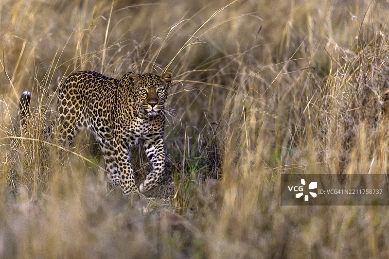 马赛马拉的豹子。图片素材