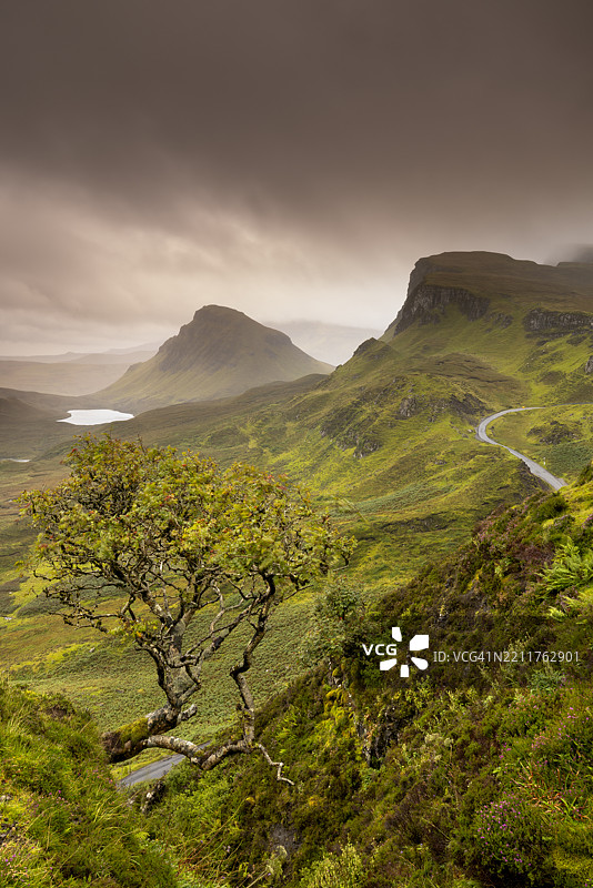 在苏格兰斯凯岛的奎朗，一棵孤独的树生长在岩石上图片素材