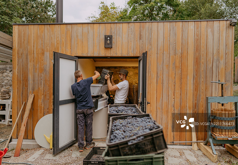 压榨葡萄图片素材